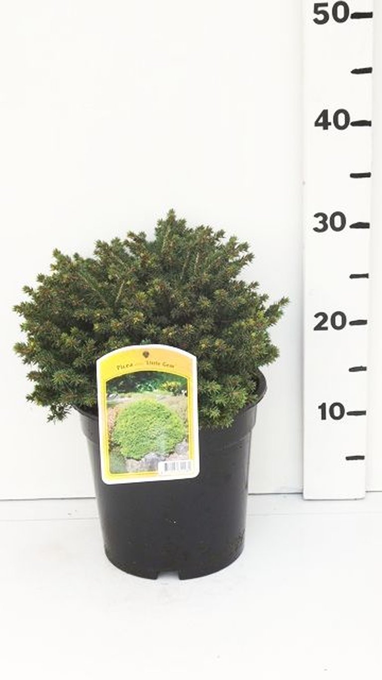 Picea a. 'Little Gem' - C3 20-25 CM